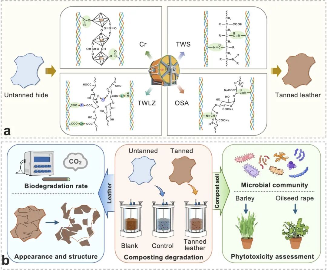 四川大学王亚楠教授/李霞副研究员 ACS Sustainable Chem. Eng.：堆肥法评价不同鞣制皮革的生物降解性：一种高效且多维度的策略